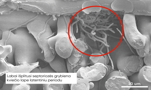 Verben septoria mycelia