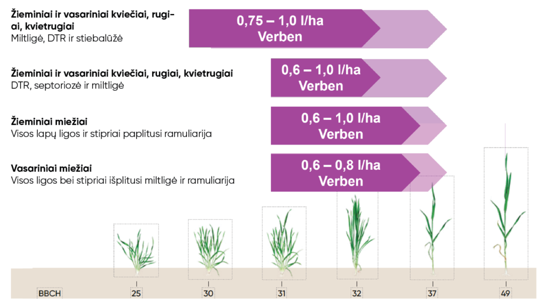 Verben end graph application times