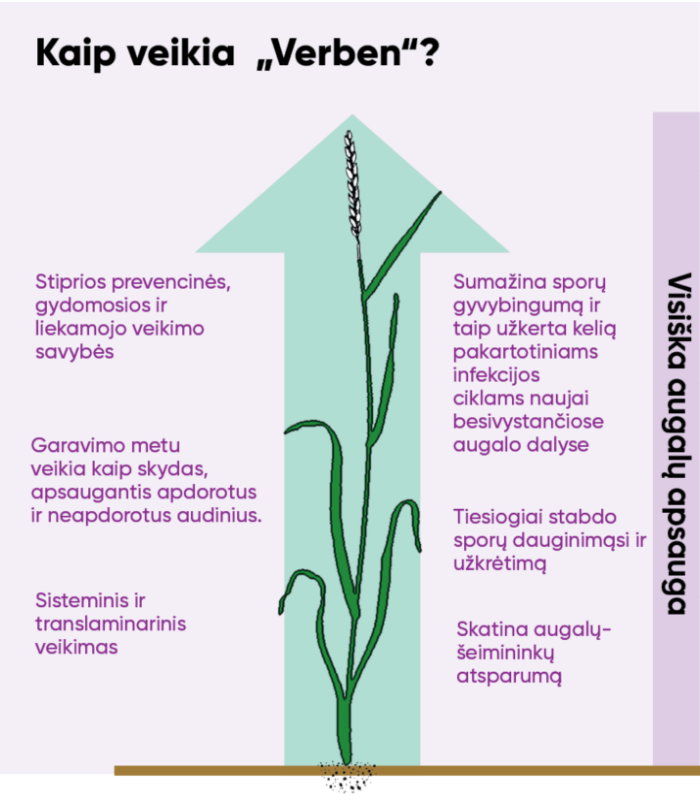 Verben graphics plant and arrow.