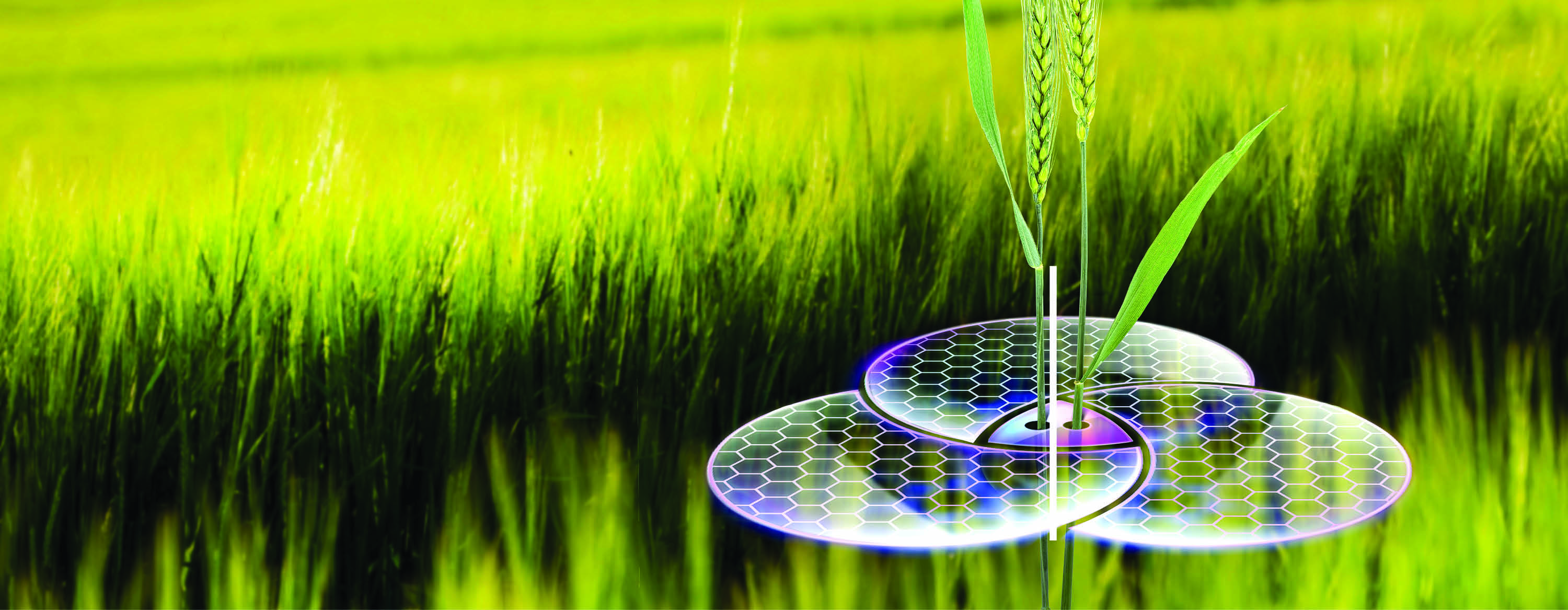 Eledura™ – naujas rudeninis herbicidas